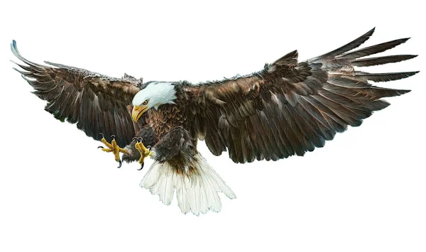 Bald eagle fågel bevingade flygande swoop hand rita på vit. — Stockfoto