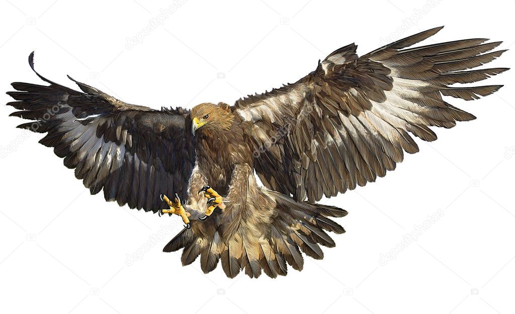 Golden eagle landing hand draw on white.