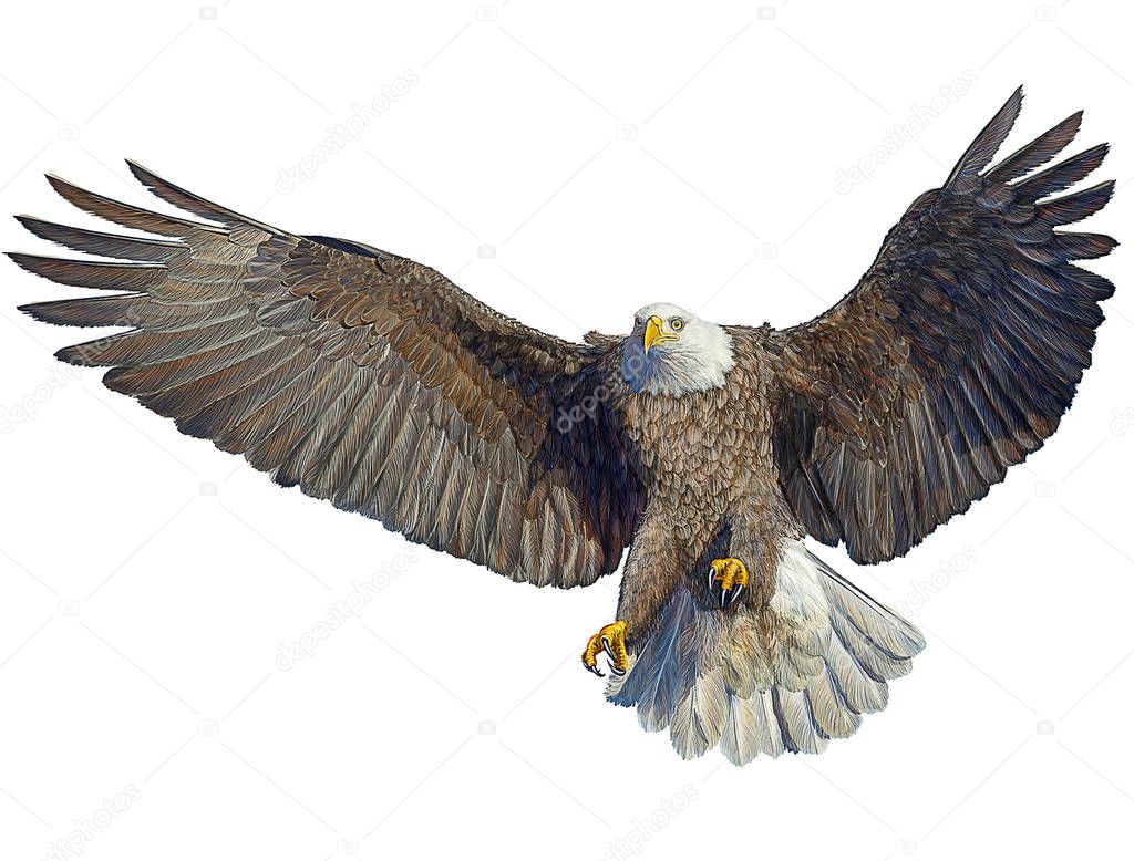 Bald eagle bird fly landing hand draw on white.