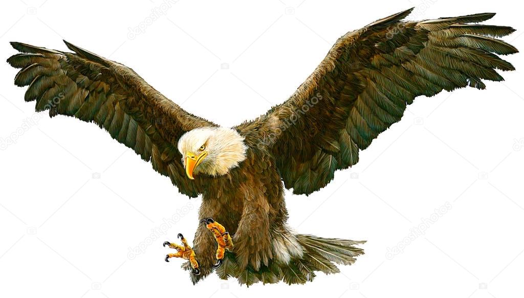 Bald eagle flying hand draw on white.