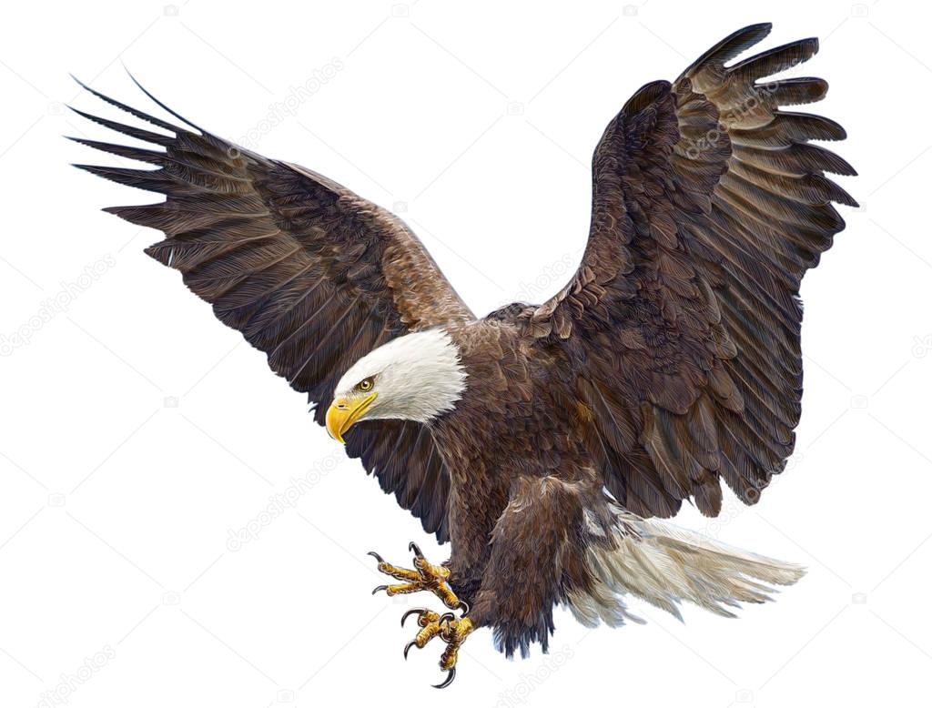 Bald eagle flying landing swoop hand draw on white.