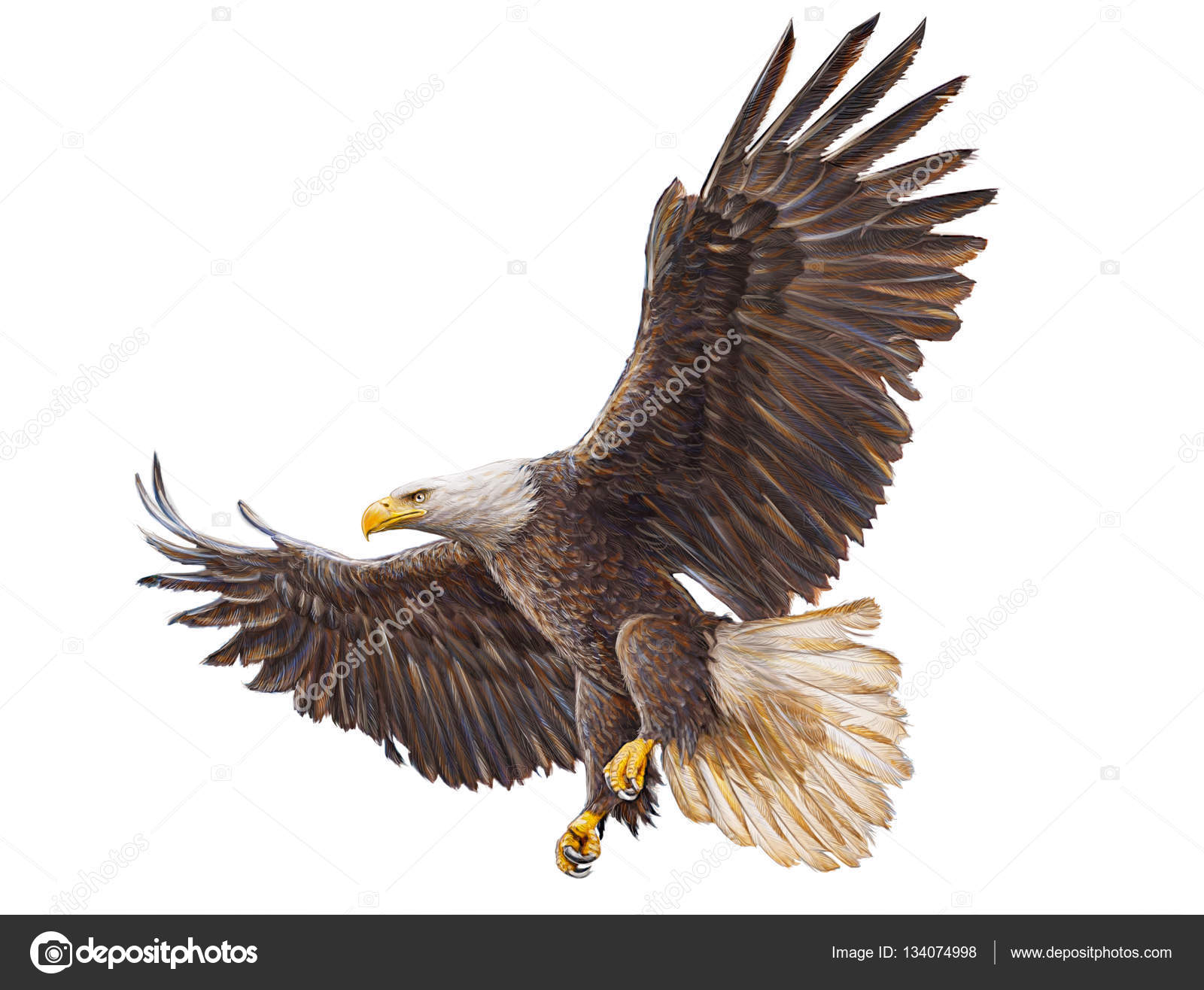 Aguila dibujo fotos de stock, imágenes de Aguila dibujo sin royalties |  Depositphotos
