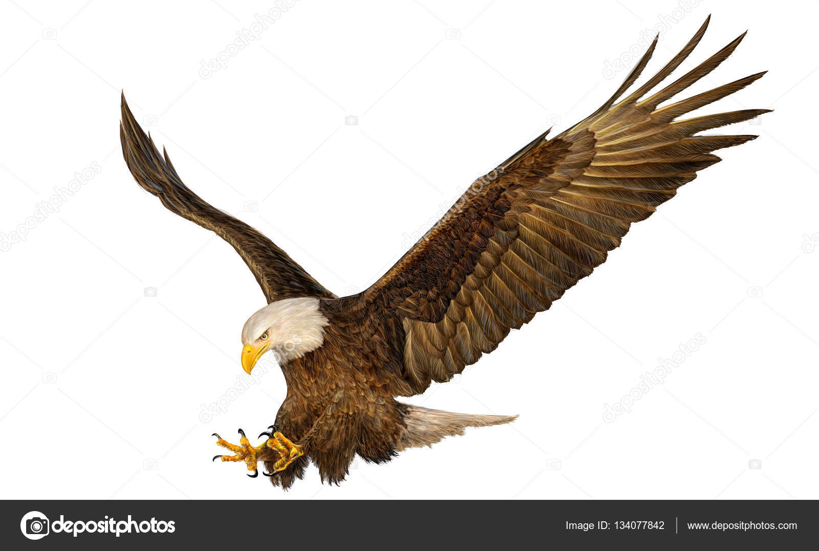 Águila volando fotos de stock, imágenes de Águila volando sin royalties |  Depositphotos