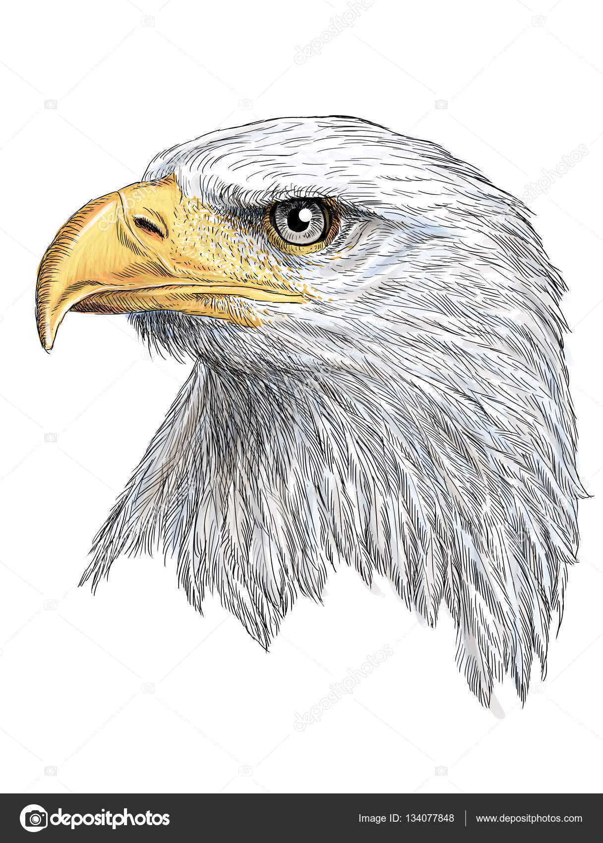 Head Of Bald Eagle Hand Draw And Paint In White Stock Photo
