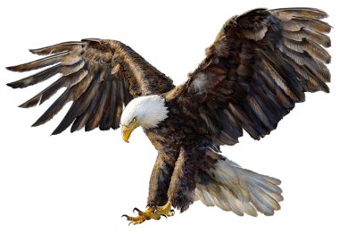 Kel kartal iniş el çizmek ve beyaz boya.