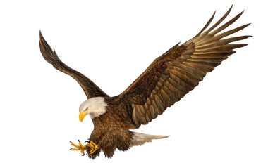 Bald eagle flying hand draw and paint on white. clipart