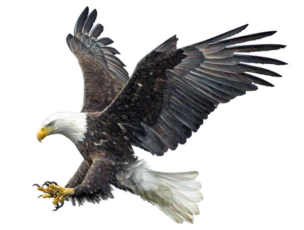 Bald eagle landing hand loting en verf vliegen op wit. — Stockfoto