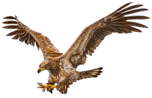 Águila volando ataque mano dibujar en blanco . — Foto de Stock