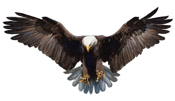 Bald eagle landing hand draw and paint color on white. — Stock Photo, Image