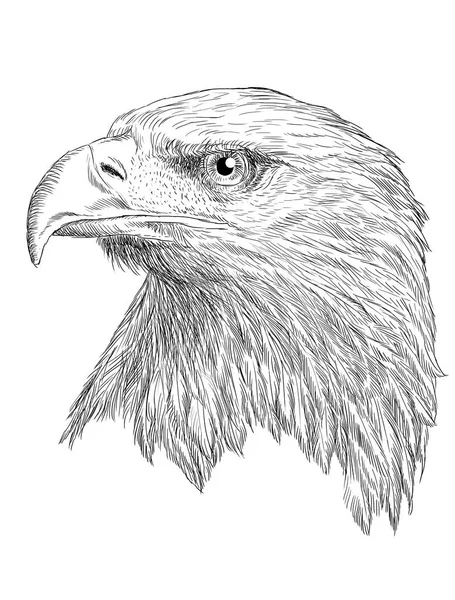 Kafa kel kartal el tek renkli beyaz çekmek..