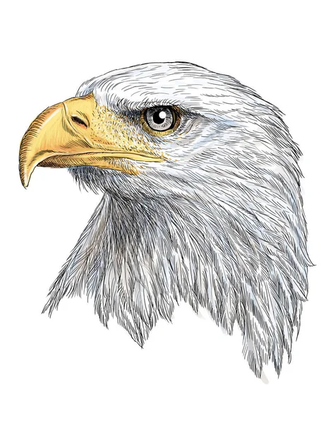 Head of bald eagle hand draw and paint in white. — Stock Photo, Image