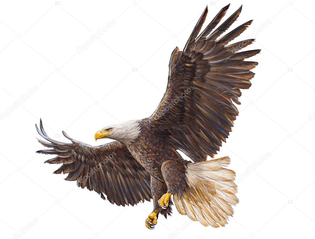 Bald eagle landing on white hand draw.