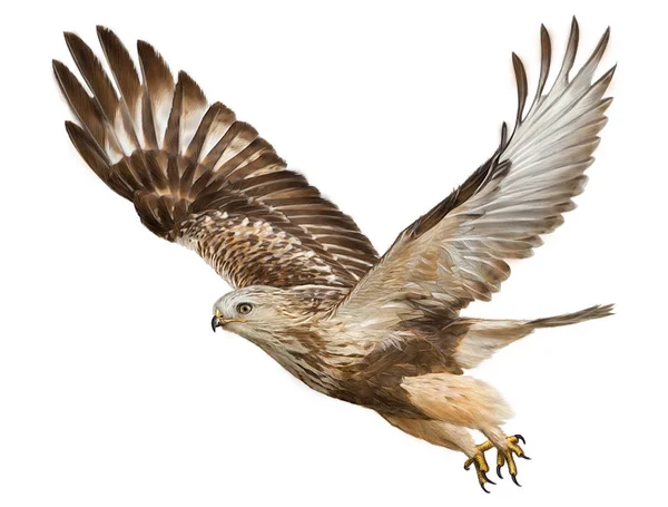 Hawk mano volante disegnare e dipingere su sfondo bianco . — Foto Stock