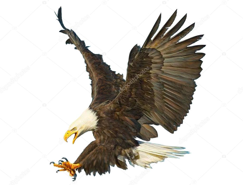 Bald eagle swoop attack hand draw and paint color on white background illustration.