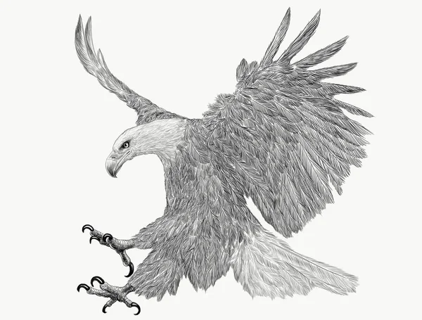 Calvo aquila swoop attacco mano disegnare monocromatico su sfondo bianco illustrazione . — Foto Stock