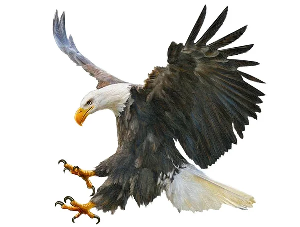 Bald eagle swoop attack hand draw and paint on white background illustration. — Stock Photo, Image