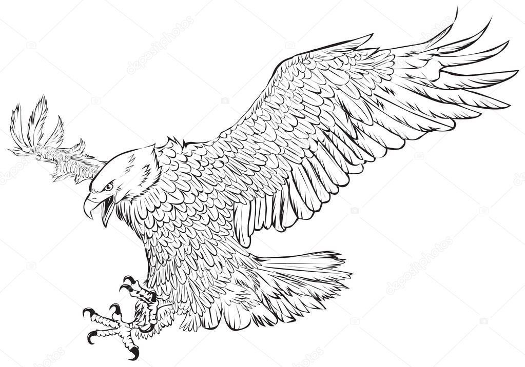 Bald eagle swoop hand draw monochrome on white background vector illustration.