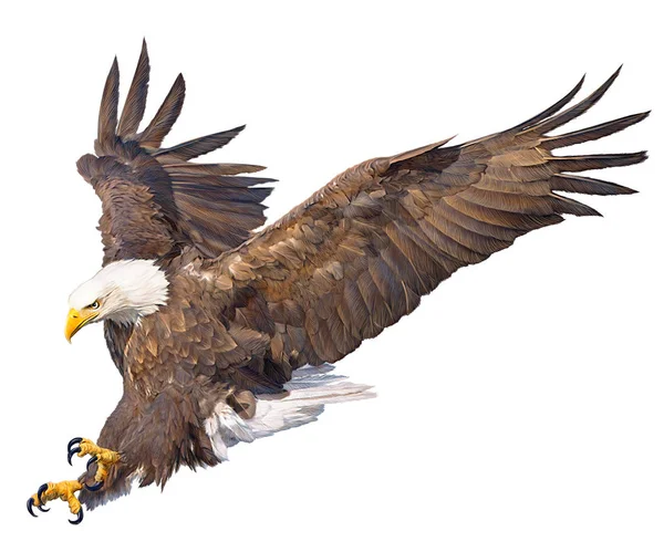 白頭鷲の急降下攻撃手ドローとペイント ホワイト バック グラウンド野生動物イラストを. — ストック写真