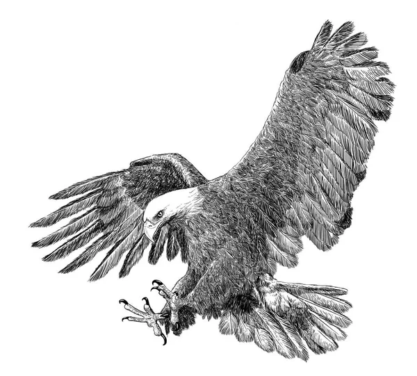 Bald Eagle Swoop Attack Hand Rita Skiss Svart Linje Vit — Stockfoto
