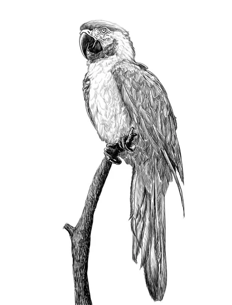 Parrot Standing Branch Tree Hand Draw Sketch Black Line White — Stock Photo, Image