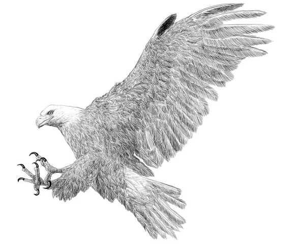 Bald Eagle Landing Attack Hand Draw Sketch Black Line White — Stock Photo, Image