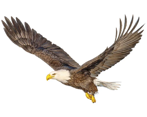 Bald Eagle Flygande Hand Rita Och Måla Färg Vit Bakgrund — Stockfoto