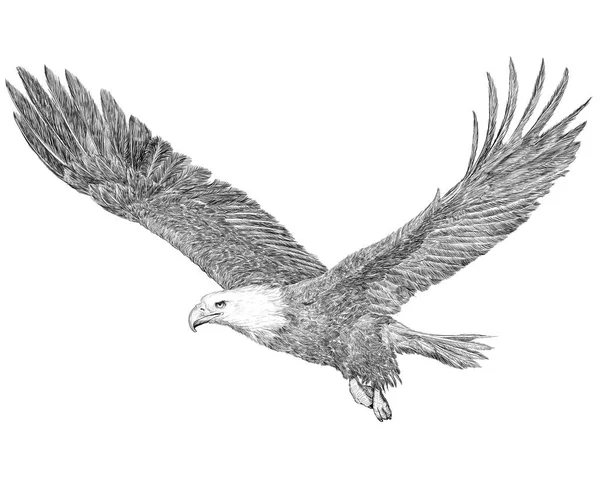 Águia Careca Voando Mão Desenhar Esboço Linha Preta Fundo Branco — Fotografia de Stock