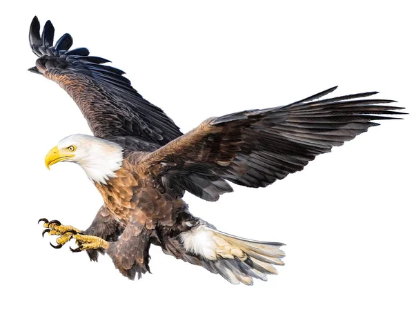 Weißkopfseeadler Fliegen Angriff Handzeichnung Und Farbe Auf Weißem Hintergrund Illustration — Stockfoto