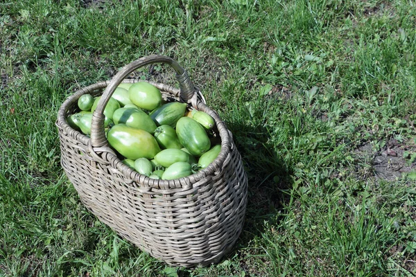 Grüne Tomaten in einem klapprigen Korb auf einer Wiese in einem Garten — Stockfoto