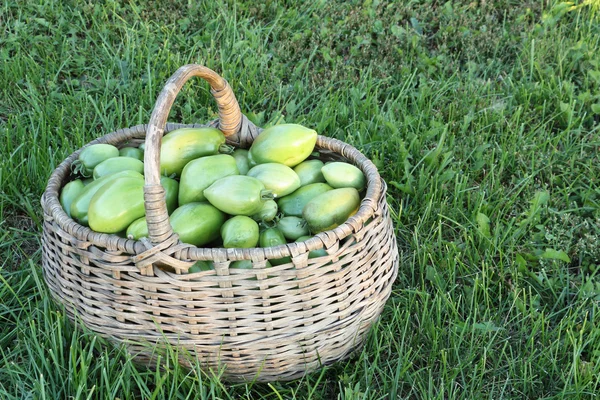 Green tomatoes in a wattled basket on on a grass in a garden — Stock Photo, Image