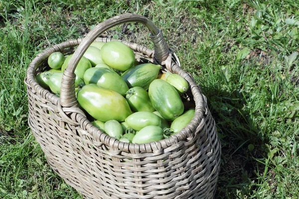 Grüne Tomaten in einem klapprigen Korb auf einer Wiese in einem Garten — Stockfoto