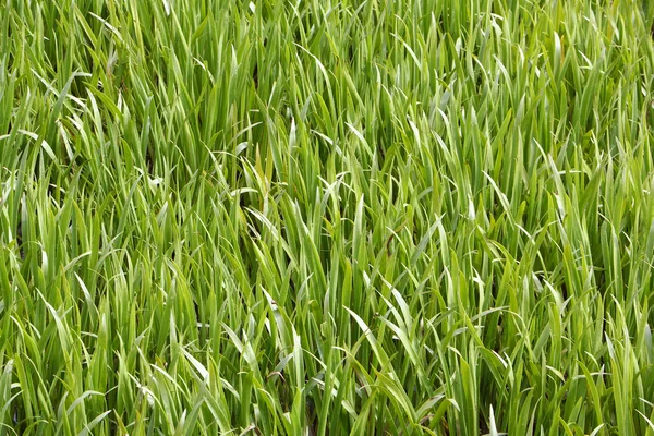 Marsh grass sedge, natural background — Stock Photo, Image