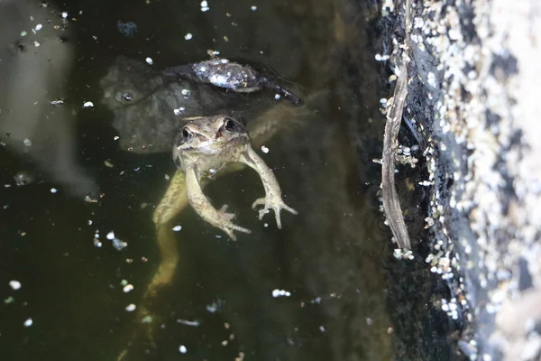 O sapo a flutuar numa lagoa lamacenta — Fotografia de Stock