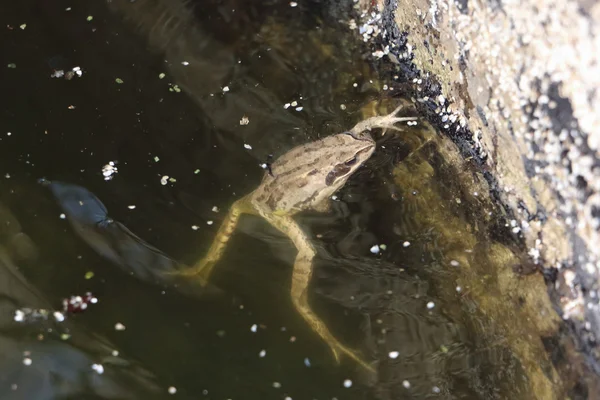 Žába vznášející se v blátivém rybníčku — Stock fotografie