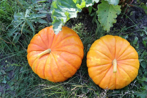 Abóboras cor-de-laranja em uma grama em um jardim na queda — Fotografia de Stock