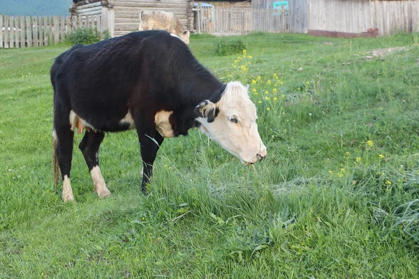 母牛是在绿色的草地上放牧 — 图库照片