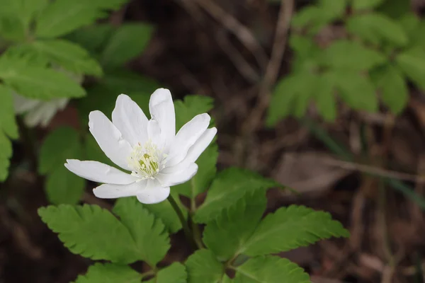 White flower of a snowdrop in the wood in the spring — Stock Photo, Image