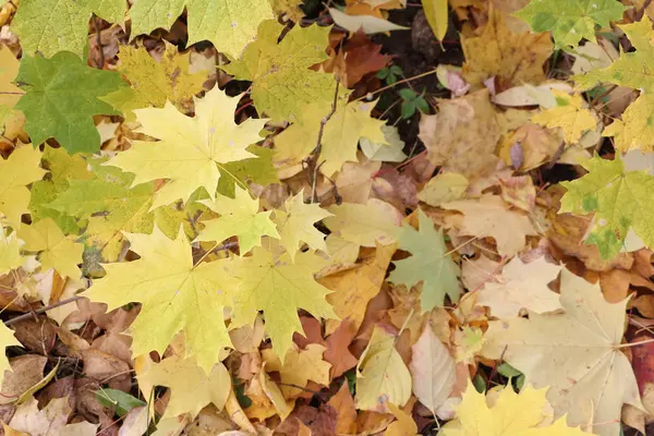 Feuilles jaunes de l'érable canadien contre du feuillage tombé — Photo