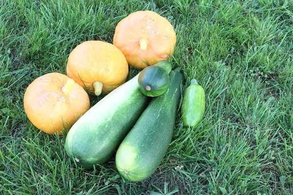 Reife Kürbisse und Gemüsemark auf einem Gras im Garten — Stockfoto