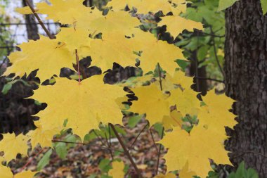 Sarı yaprakları düşmüş yapraklar karşı Kanada akçaağaç  