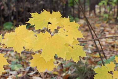 Sarı yaprakları düşmüş yapraklar karşı Kanada akçaağaç  