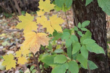 Sarı yaprakları düşmüş yapraklar karşı Kanada akçaağaç  