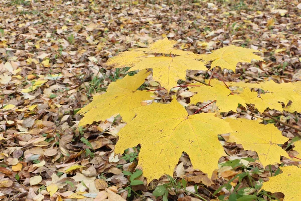 Yellow leaves of the Canadian maple against of the fallen foliage — Stock Photo, Image