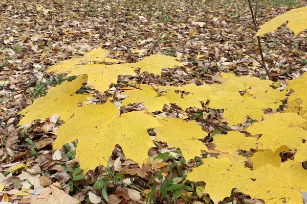 Feuilles jaunes de l'érable canadien contre du feuillage tombé — Photo