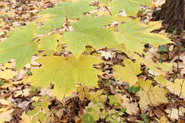 Gelbe Blätter des kanadischen Ahorns gegen das abgefallene Laub — Stockfoto