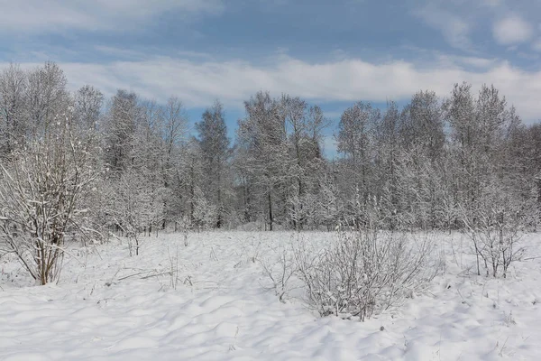 Дерева в снігу на галявині взимку — стокове фото