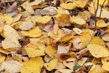 Düşmüş bir aspen Sonbaharda yaprakların