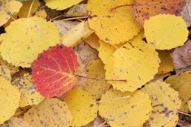 Düşmüş bir aspen Sonbaharda yaprakların