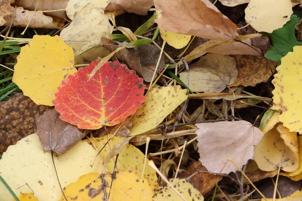 Herabgefallene Blätter einer Espe im Herbst — Stockfoto