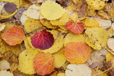 Düşmüş bir aspen Sonbaharda yaprakların